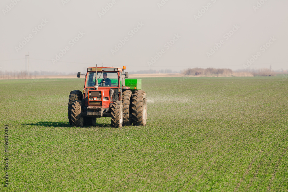 Obraz premium Farmer in tractor fertilizing wheat field at spring with npk