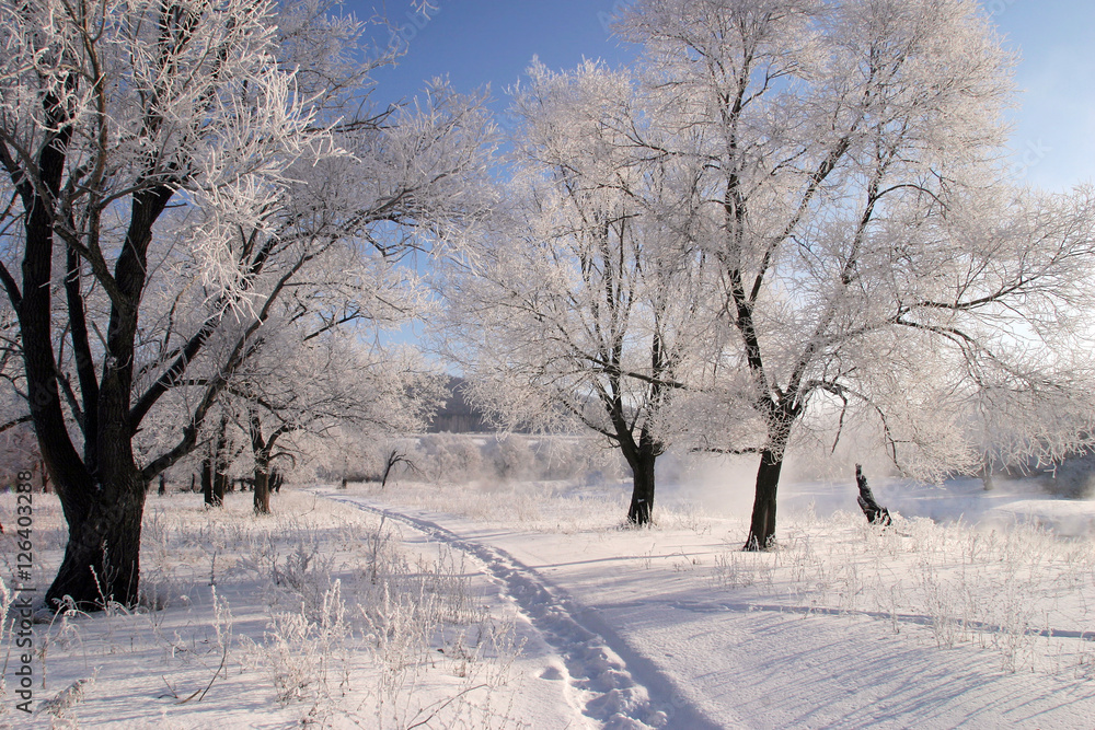 winter landscape