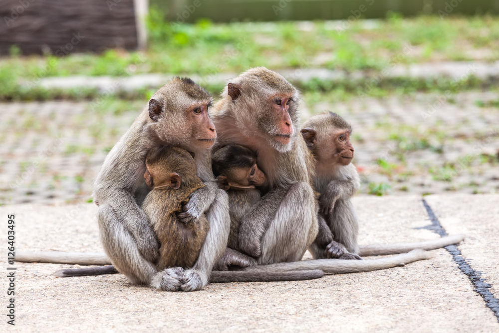 Naklejka premium Family monkeys ( Crab-eating macaque ) cold in morning at the park .