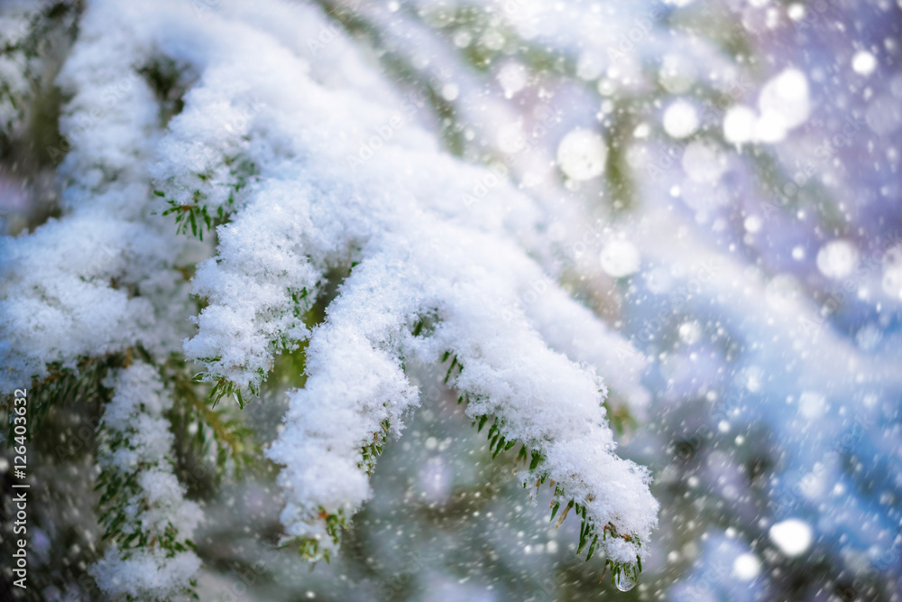 Winter Forest, spruce branches covered with snow. Winter Forest, spruce branches covered with snow.