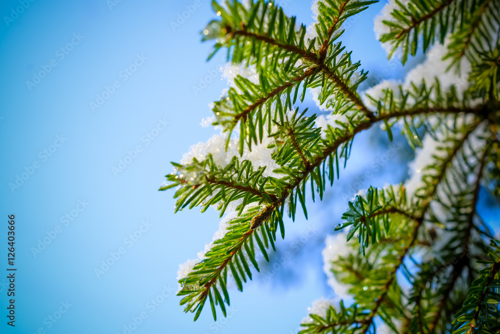 Spruce twig with frozen ice droplets. Spruce twig with frozen ice droplets.