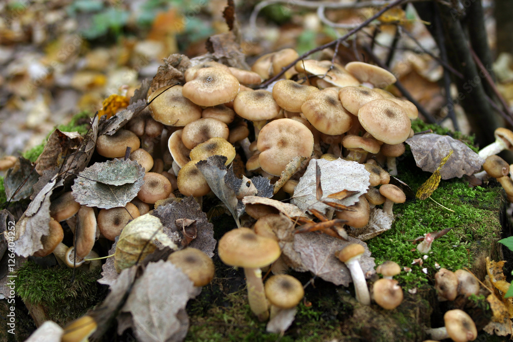 mushrooms on a tree stump mushrooms on a tree stump