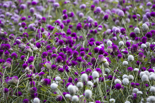 Obraz na płótnie Globe amaranth on the hill side