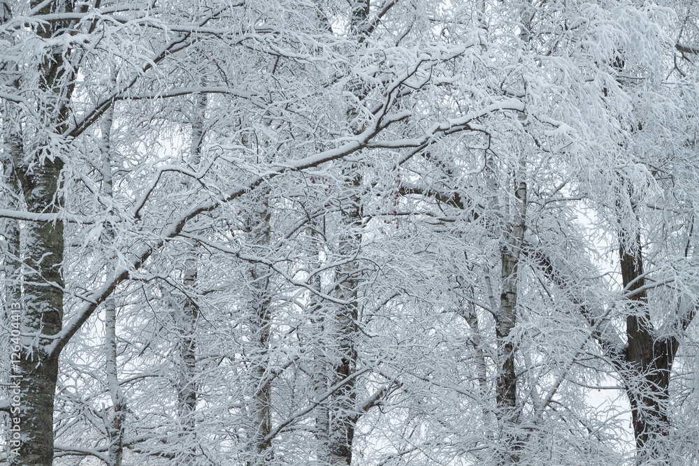 Fototapeta premium winter forest