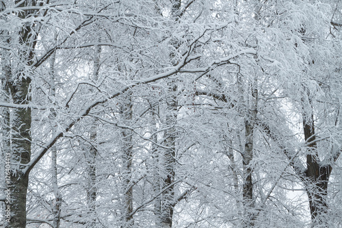 winter forest © smolskyevgeny