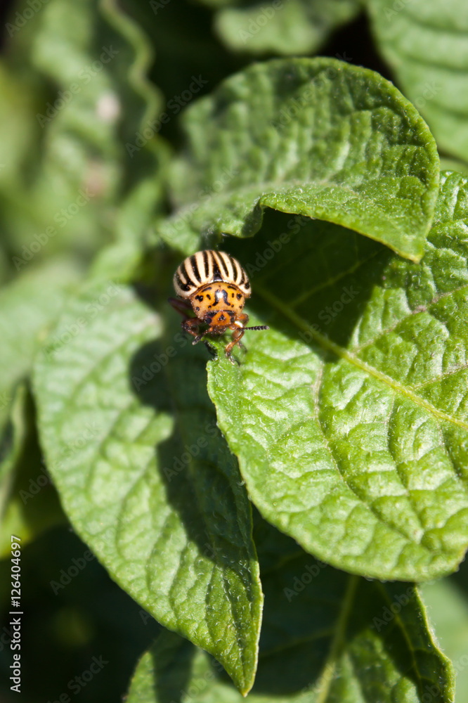Colorado beetle on potato leaf. Colorado beetle on potato leaf.