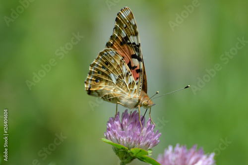 Piramid butterfly