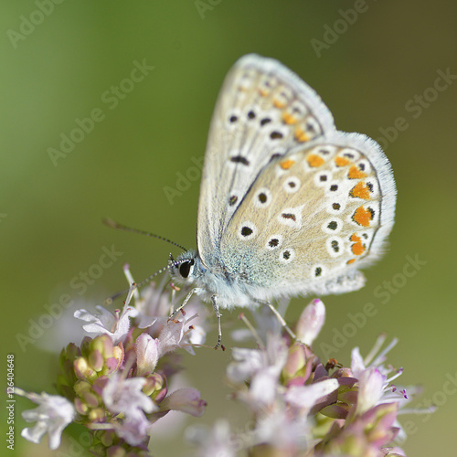 Argus butterfly feeding feeding on flower