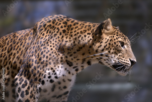 Closeup of Sri Lanka leopard  Panthera pardus kotiya  view of profile