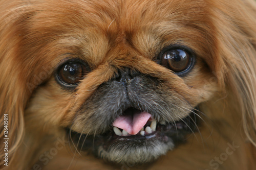 Εκτύπωση καμβά pekinese dog