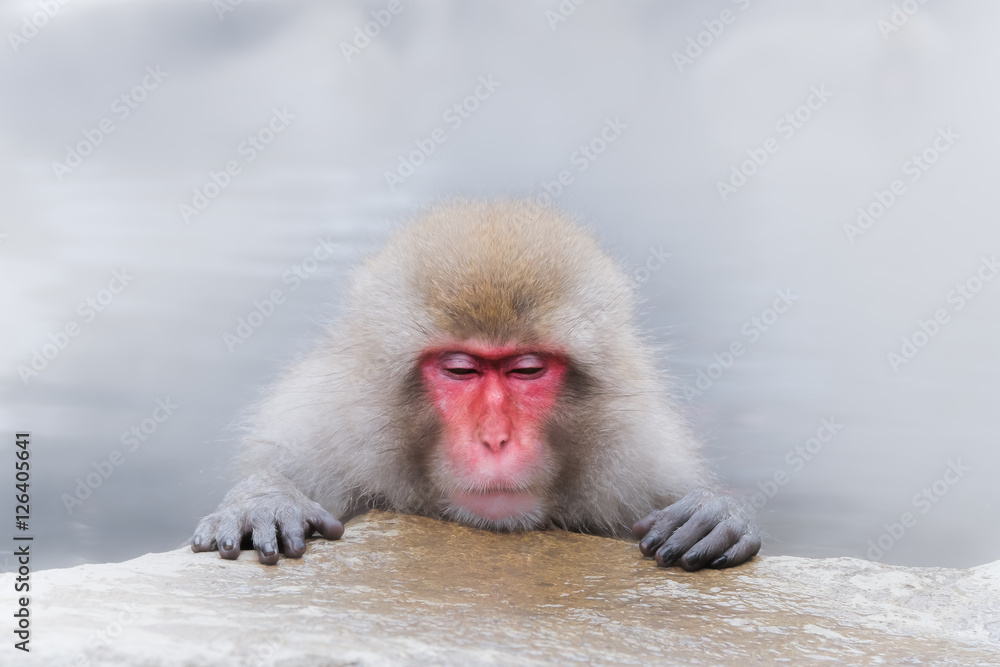 Naklejka premium Monkeys bathe in hot springs in Nagano, Japan