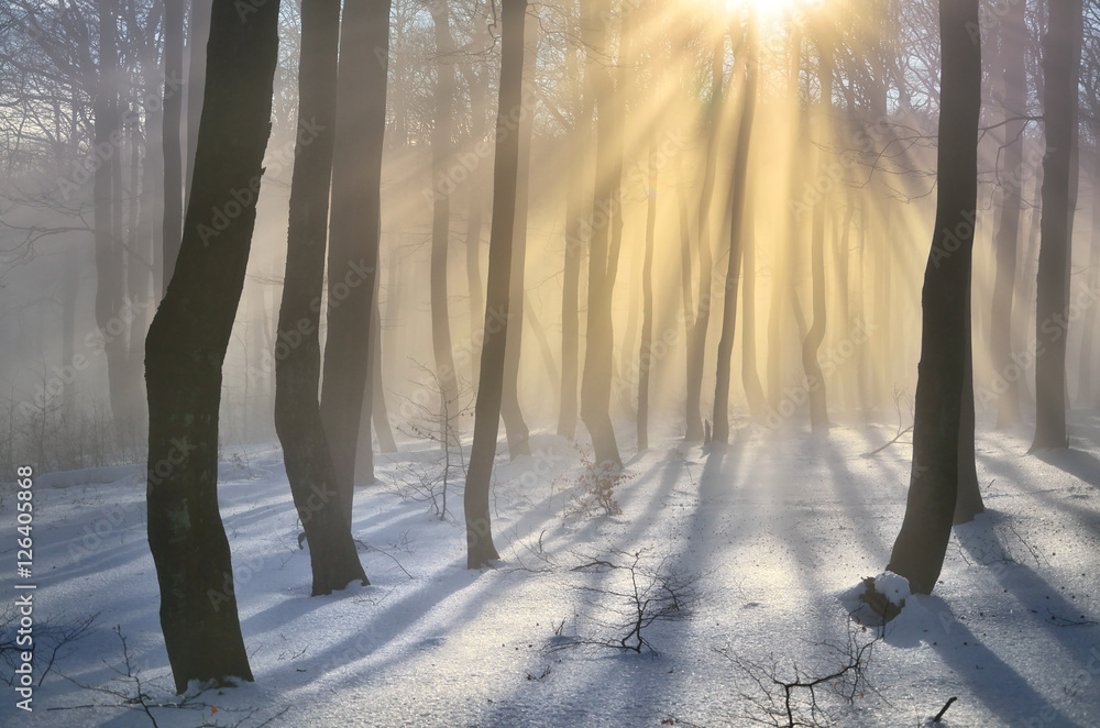 Obraz premium Winter forest with beautiful orange rays - scenery from snowy evening with warm light - wallpaper with winter or christmas concept