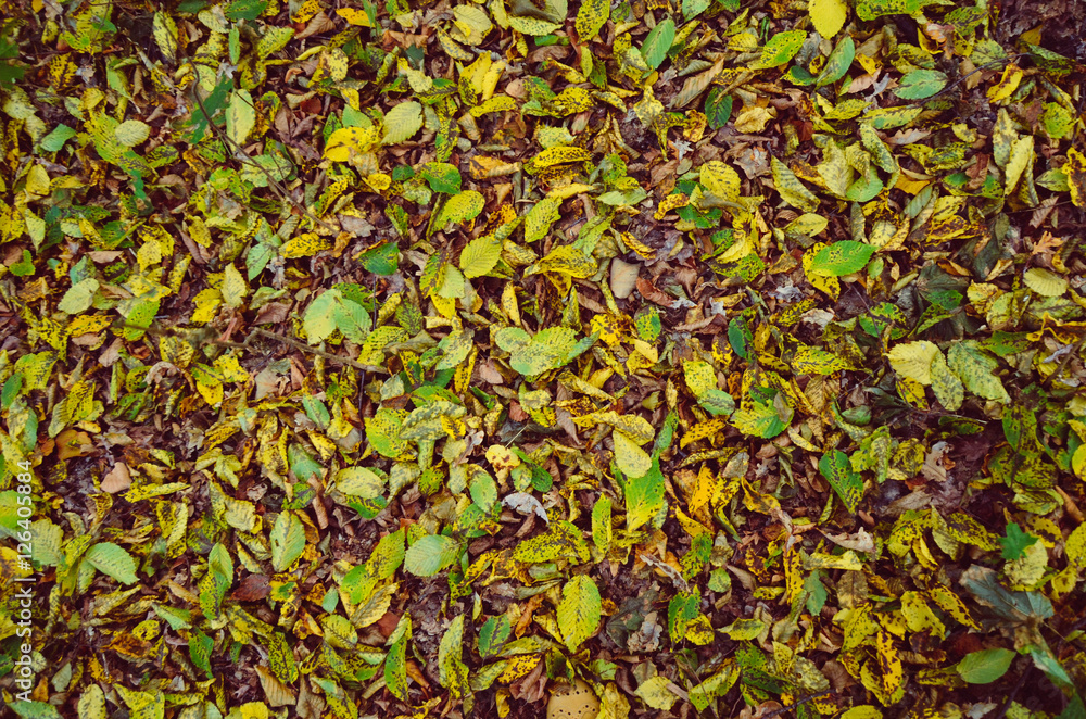 Colorful autumn leaves background Colorful autumn leaves background