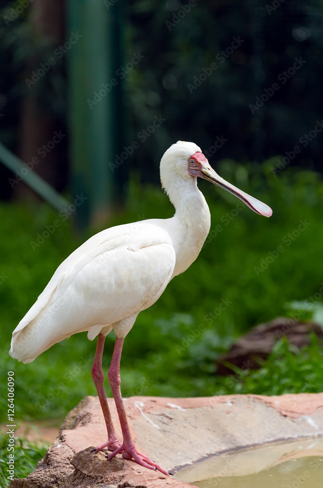African spoonbill (Platalea alba) bird African spoonbill (Platalea alba) bird