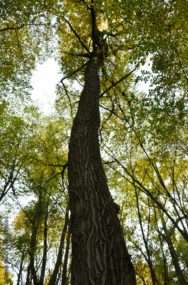Fototapeta premium Big brown trunk and new green leaf of old tree
