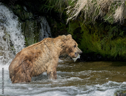 Brown Bear Fishing