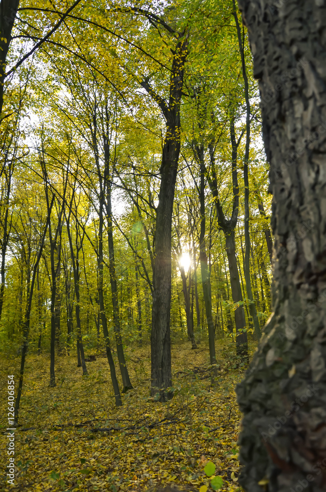 Fototapeta premium Sunlight in the autumn forest. landscape