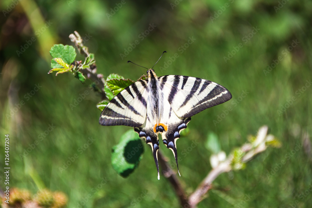 Swallowtail butterfly on the sprig. Old World swallowtail. Papilio Machaon. Swallowtail butterfly on the sprig. Old World swallowtail. Papilio Machaon.