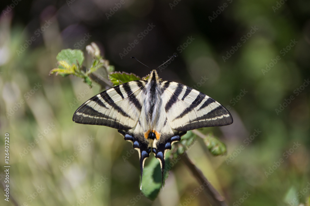 Swallowtail butterfly on the sprig. Old World swallowtail. Papilio Machaon. Swallowtail butterfly on the sprig. Old World swallowtail. Papilio Machaon.