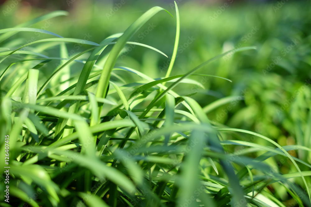 Grass Grass