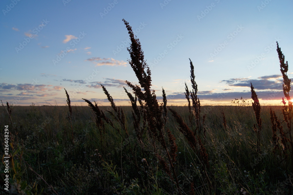 meadow grass on the sunset