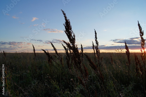 meadow grass on the sunset © mounty