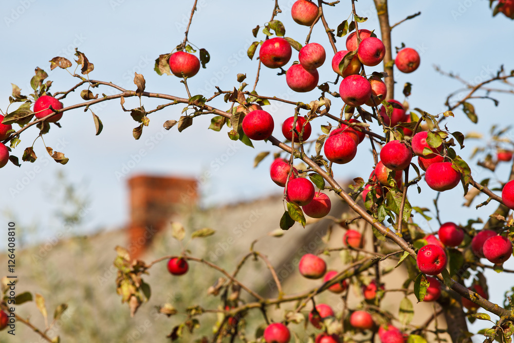 Ripe red apples on tree against blue sky