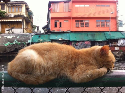 Photography thai cat sleep on rail