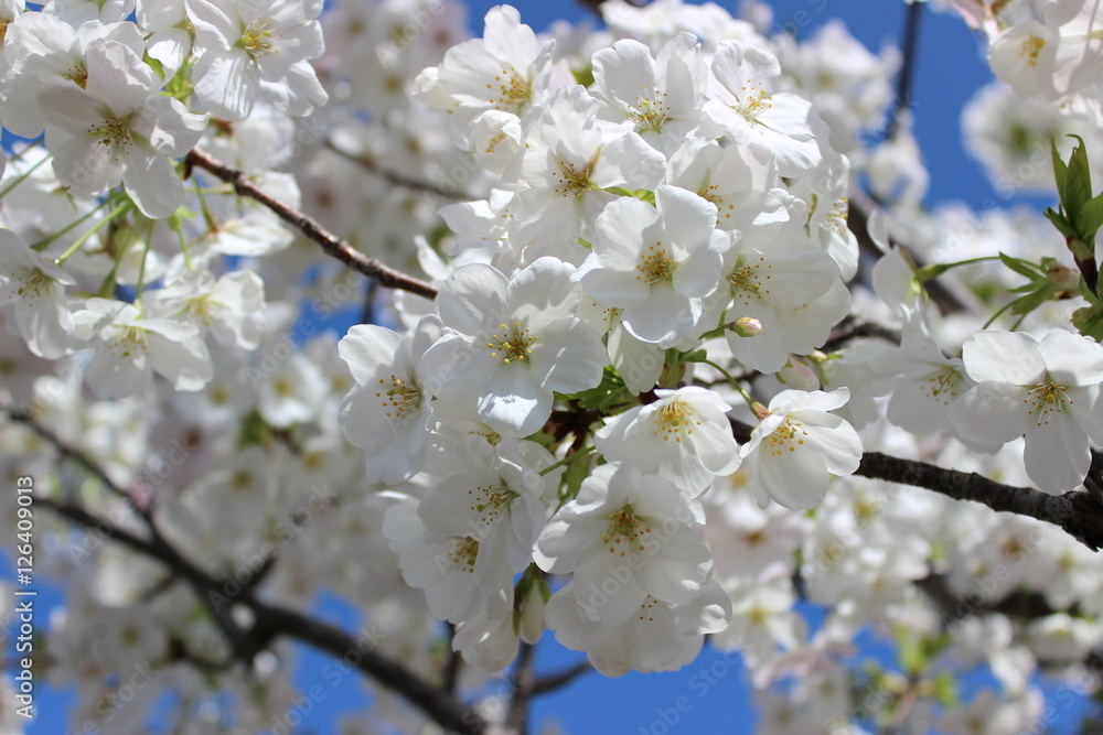 満開の桜