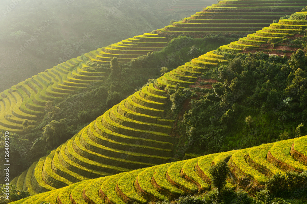 Fototapeta premium Rice terrace on during sunset ,Northeast region of Vietnam