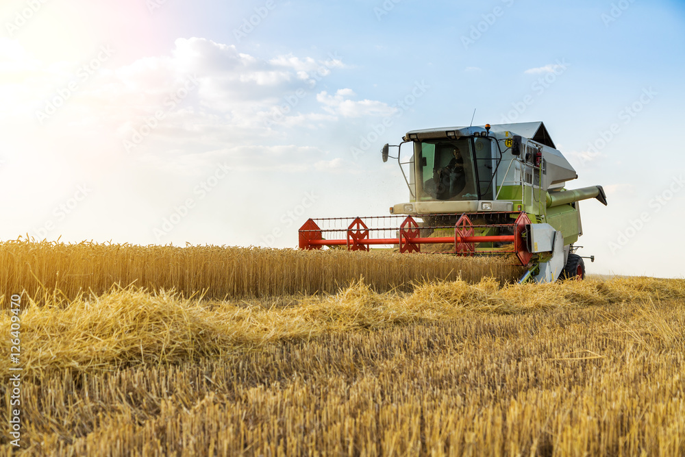 Fototapeta premium Combine harvester in action on wheat field