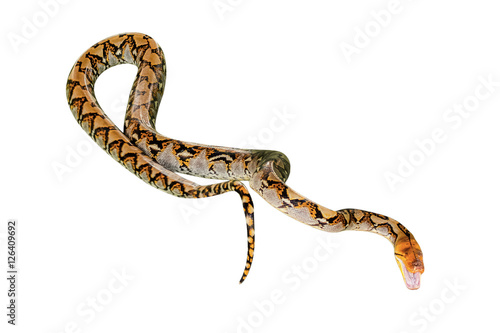 Reticulated Python snake Pythonidae Reticulatus, isolated on white background. copy space.