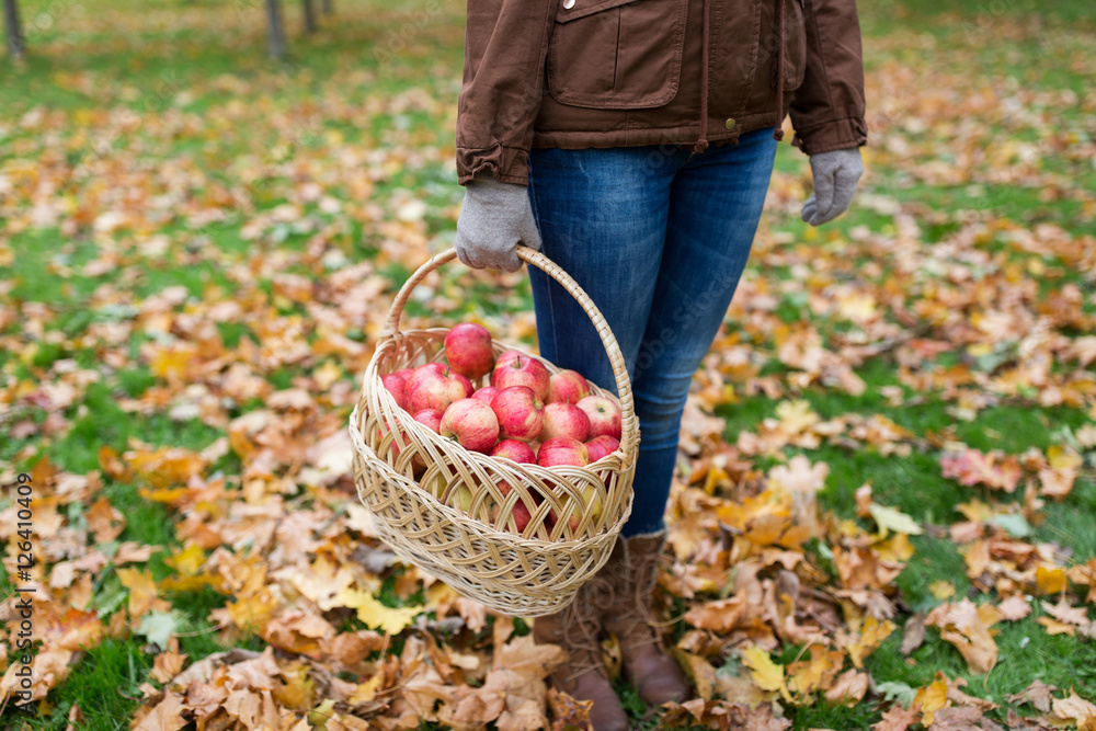 woman with basket of apples at autumn garden woman with basket of apples at autumn garden