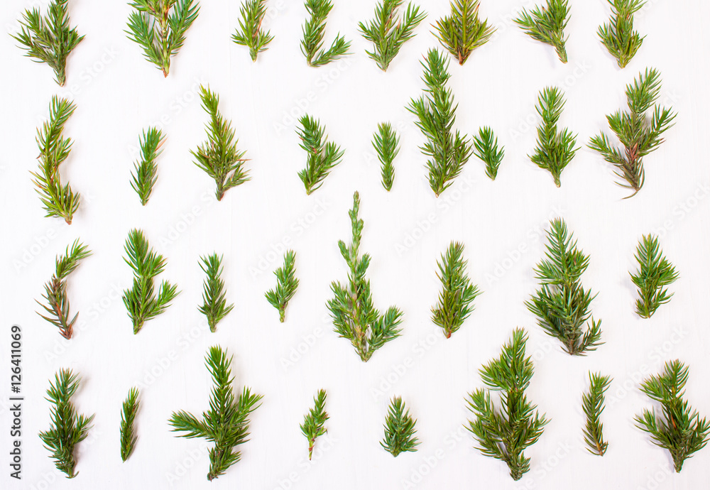 Leaves tree. Concept christmas holiday foto de Stock | Adobe Stock