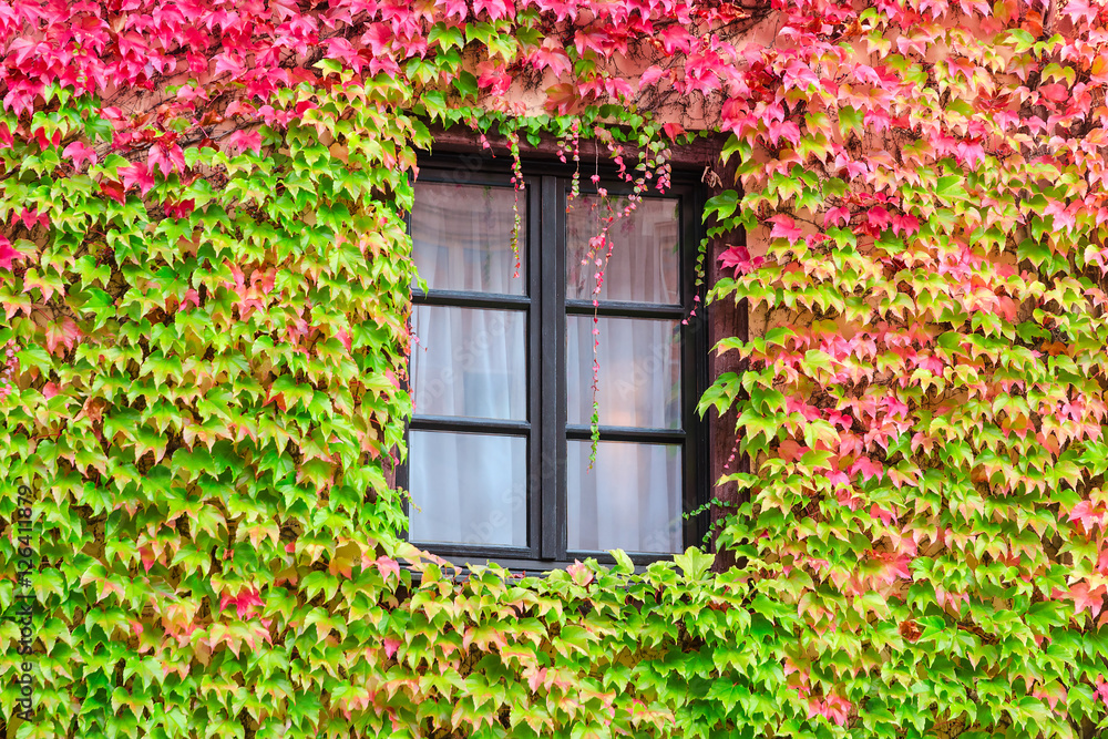 House window with autumn wild grape and green red leafage House window with autumn wild grape and green red leafage