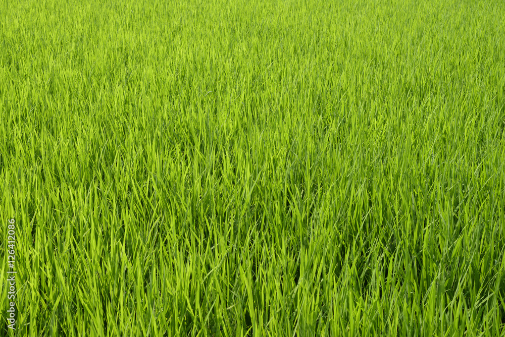 水田 水田