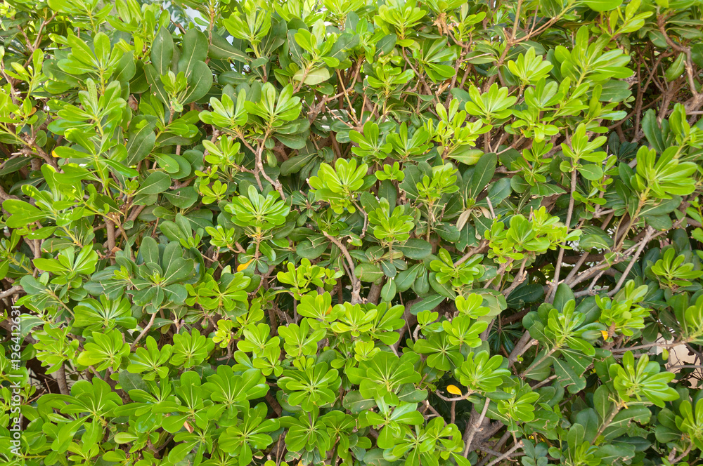 Green leaves of bush. Floral background. Green leaves of bush. Floral background.