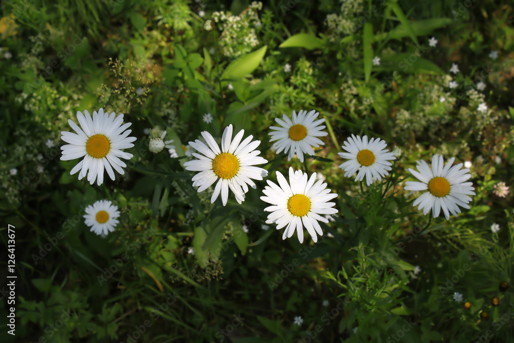 Obraz premium Beautiful wild daisies