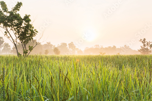 Beautiful rice field with sunlight in the morning