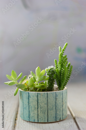 cactus succulents in a cera...