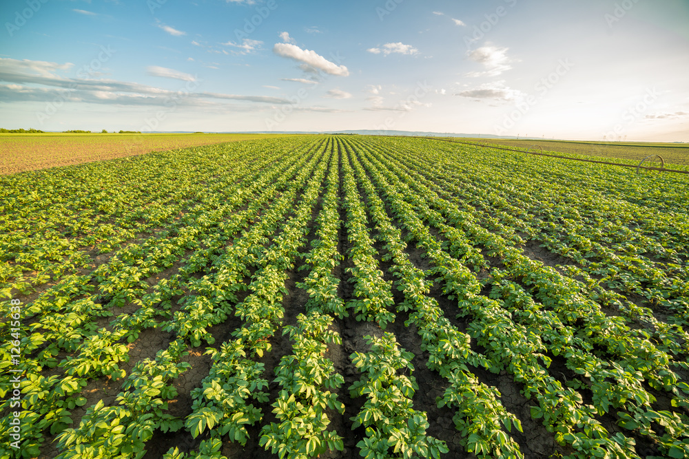 Green field of potato crops in a row Green field of potato crops in a row