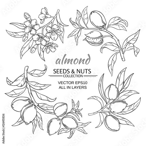 Valokuva almond vector set