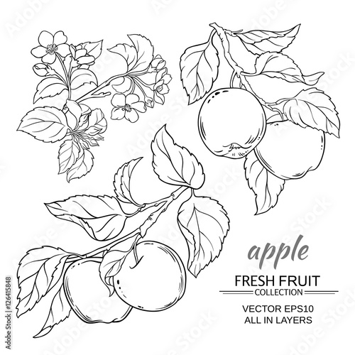 apple vector set