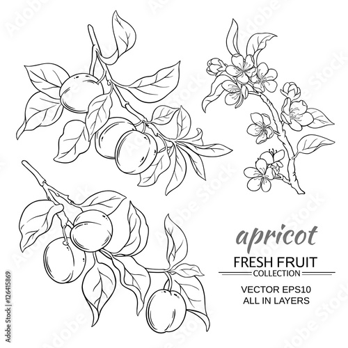 apricot vector set