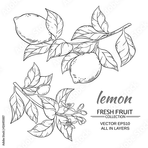 lemon vector set