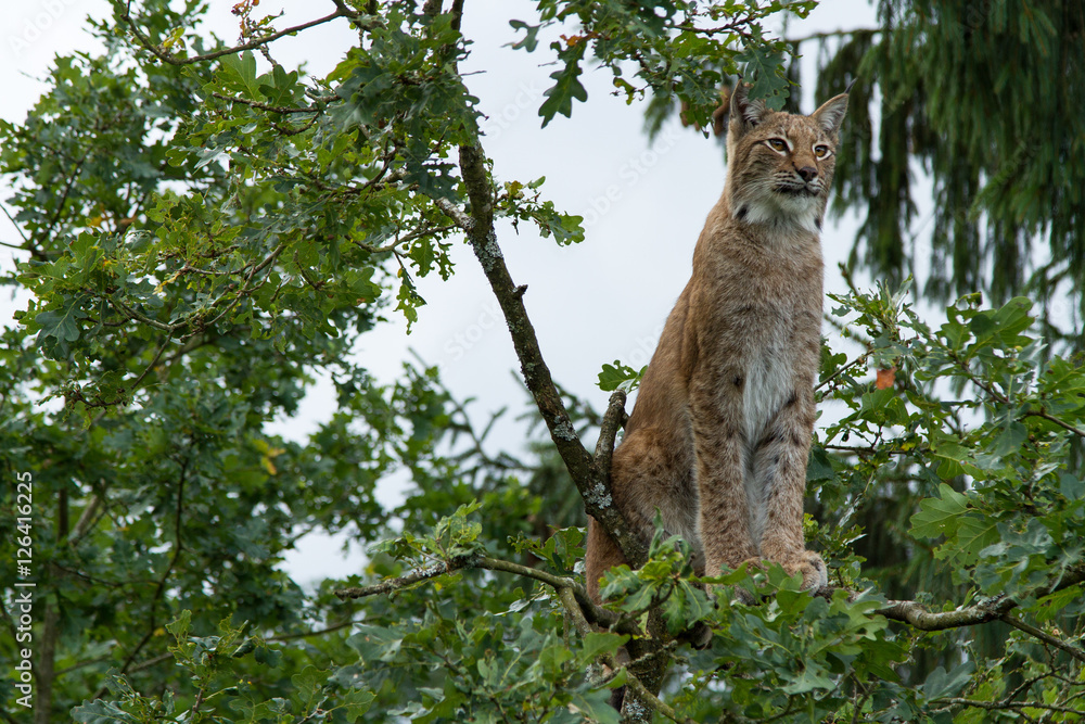 Fototapeta premium Lodjur sittandes uppe i ett träd