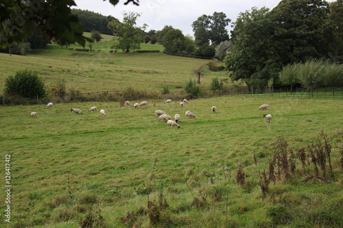 Many Sheep