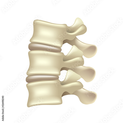 Lumbar spine isolated on white vector photo