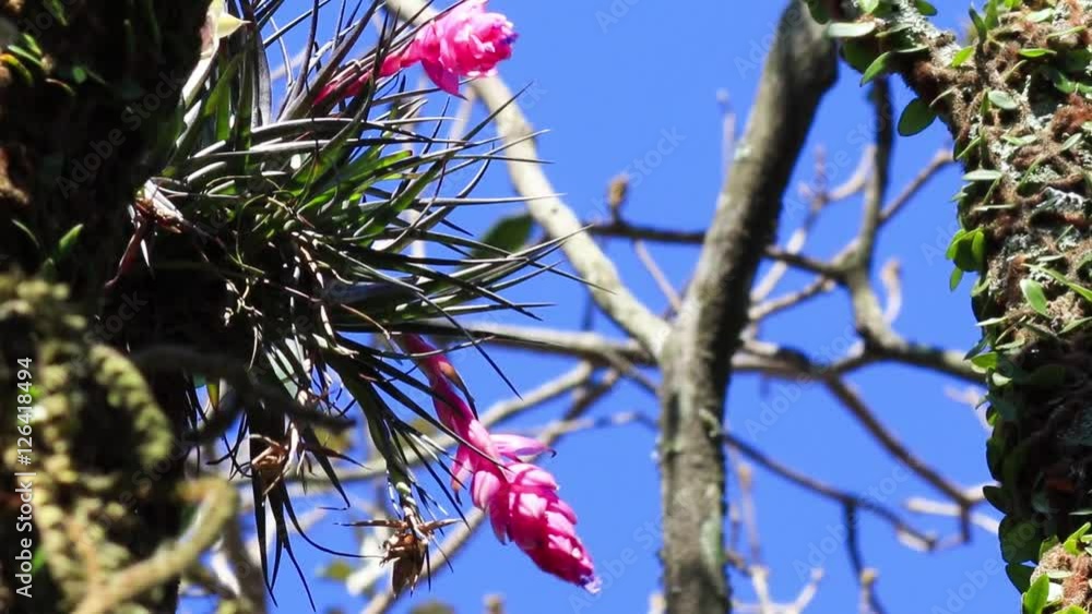 Bromélia na árvore.