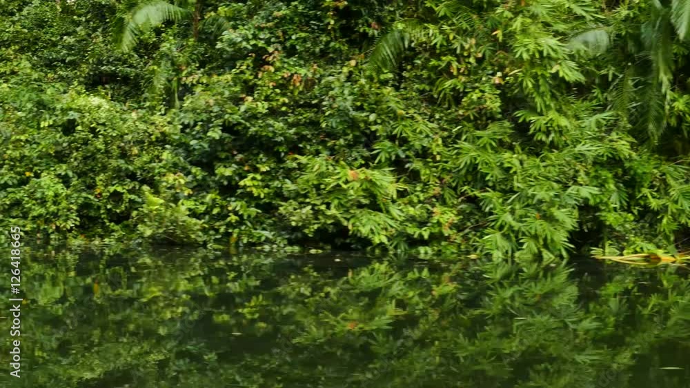 A beautiful of nature when sailing in river at tropical rain forests of Thailand. nature background. A beautiful of nature when sailing in river at tropical rain forests of Thailand. nature background.